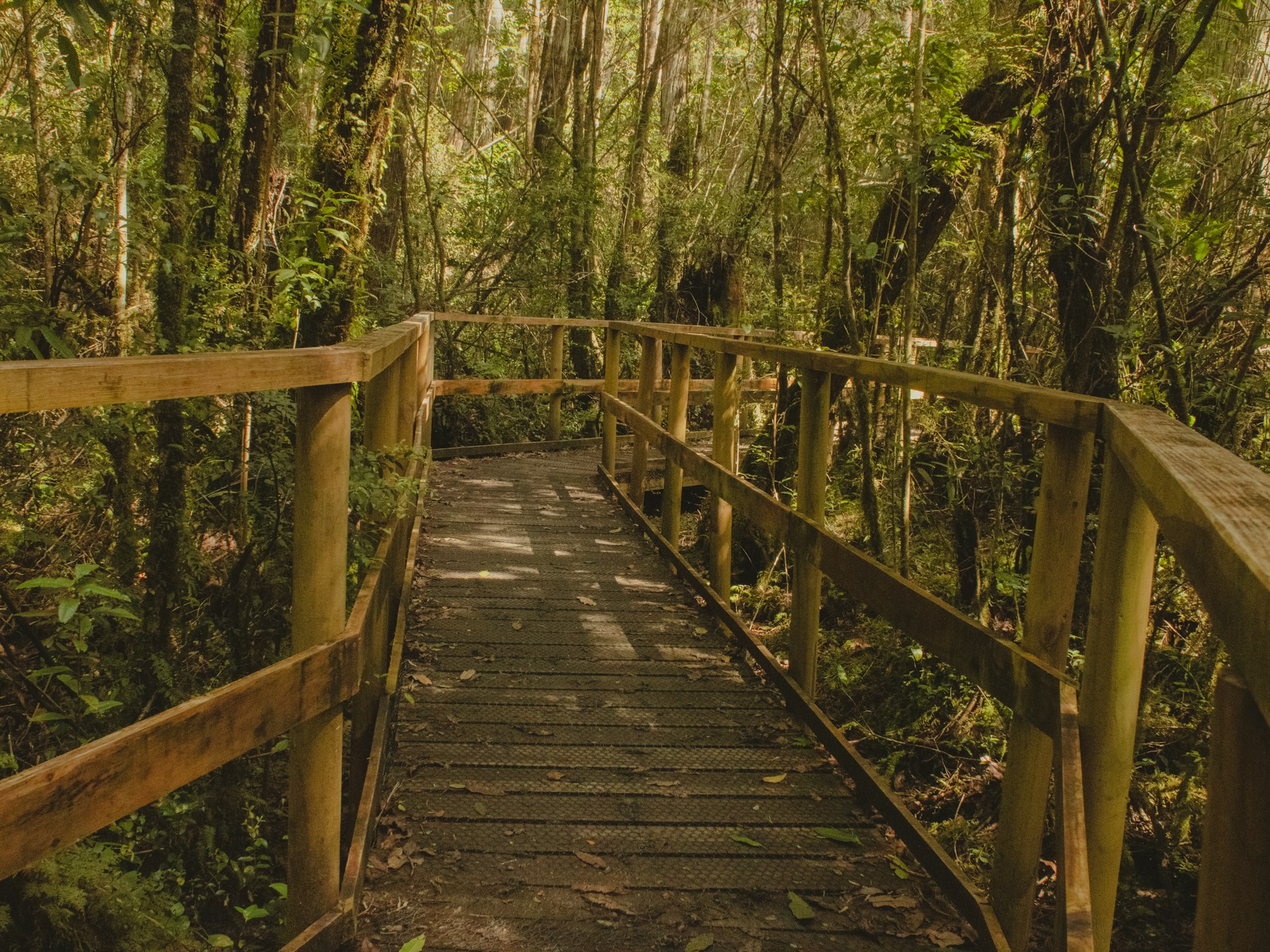 A wooden walkway in the middle of a forest